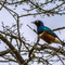 Seronera, Serengeti NP